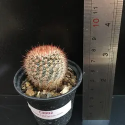 کاکتوس پارودیا اسچلوسری C 3002