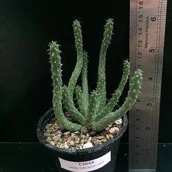 کاکتوس افوربیا اینرمیس C 3044