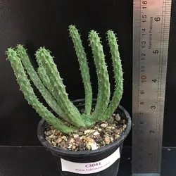 کاکتوس افوربیا اینرمیس C 3041