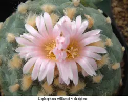 بذر لوفوفورا ویلیامسی واریته decipiens ده عدد - خرید بذر کاکتوس