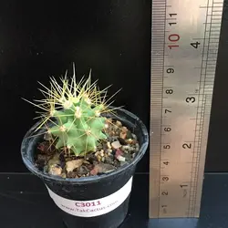 فرو کاکتوس گلاسنس C 3011