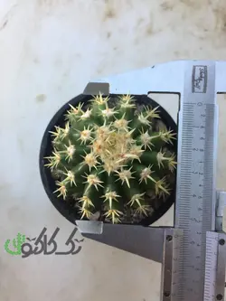 اچینو کاکتوس اینترمدیوس 57mm