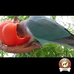 دانخوری مخصوص پرندگان طرح فلفل دلمه Garden Cups