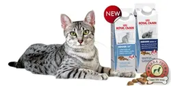غذای خشک گربه بالغ داخل خانه 10 کیلو royal canin indoor