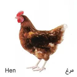 کارت پازل (پرندگان) آوای بامداد