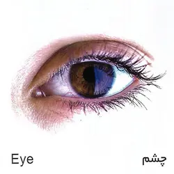 کارت پازل (اعضای بدن) آوای بامداد