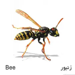 کارت پازل (حشرات و آبزیان) آوای بامداد