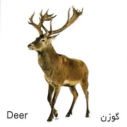 کارت پازل (حیوانات جنگل) آوای بامداد