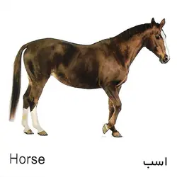 کارت پازل (حیوانات مزرعه) آوای بامداد