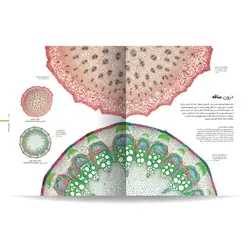 دایره المعارف مصور گیاه شناسی