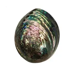 صدف دریا مدل آبالون