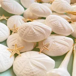 صدف دریا مدل سکه دریایی