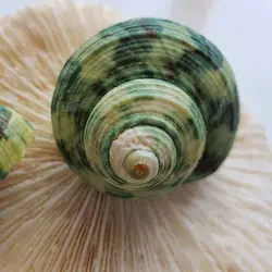 صدف دریا مدل حلزون سبز