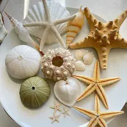 صدف دریا مدل توتیای یاسی