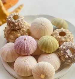 صدف دریا مدل توتیای سبز