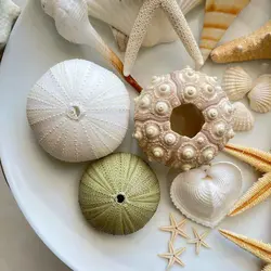 صدف دریا مدل توتیای سبز