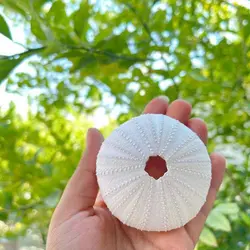 صدف دریا مدل توتیای سبز