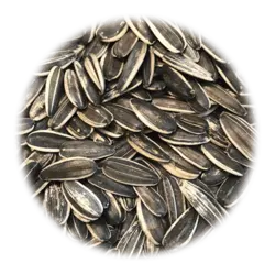 تخمه گل آفتابگردان خارجی خام