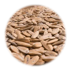 تخمه گل آفتابگردان خارجی شور