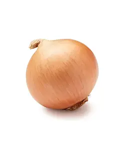 پیاز درشت