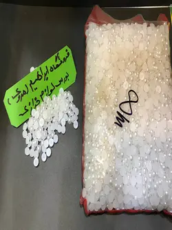 لپه سفید گرد سایز ۸