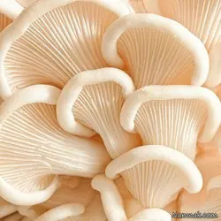 اسپان قارچ صدفی، بذر قارچ صدفی، مایع تلقیح قارچ صدفی، فروش اینترنتی