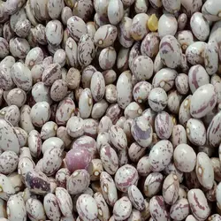 لوبیا چیتی مقدار 1 کیلوگرم - آلان عسل