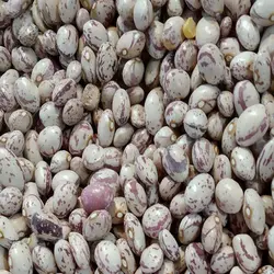 لوبیا چیتی مقدار 500 گرم - آلان عسل