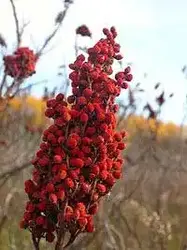 سماق قرمز مقدار 1 کیلوگرم - آلان عسل
