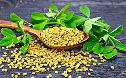 تخم شنبلیله مقدار 500 گرم - آلان عسل