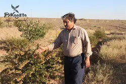 زرشک پفکی آقا رضا