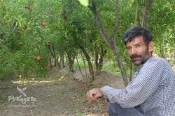 رب انار ترش حسین آقا