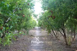 رب انار ترش حسین آقا