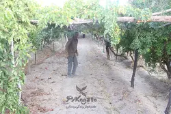 رب انار ترش آقا اسدالله