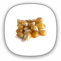 ذرت سون استار (بسته 20 کیلویی)