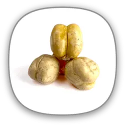 نخود گل 1 بی نمک درجه کیفی: ممتاز