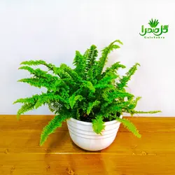 کاکتوس سرخس فر
