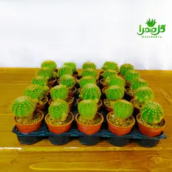 کاکتوس اچینو اپسیس