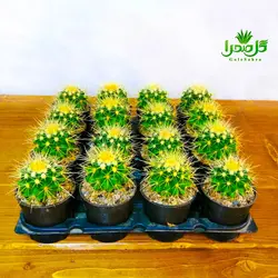 کاکتوس اچینو تیغ سفید