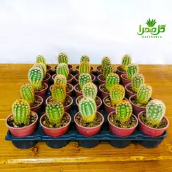 کاکتوس اچینو تیغ سفید