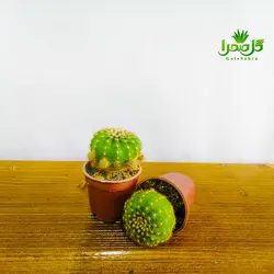 کاکتوس اچینو اپسیس