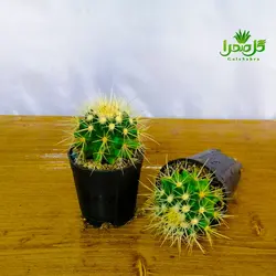 کاکتوس اچینو تیغ سفید