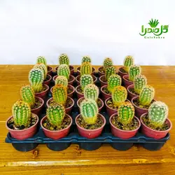 کاکتوس اچینو سرئوس