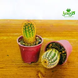 کاکتوس اچینو سرئوس