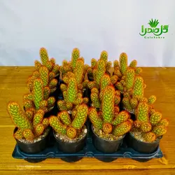 کاکتوس الگانتا قرمز