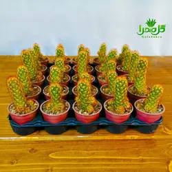 کاکتوس الگانتا قرمز