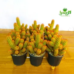 کاکتوس الگانتا قرمز