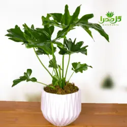 برگ انجیری فری