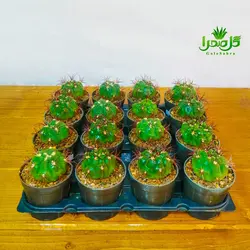 کاکتوس بروچی