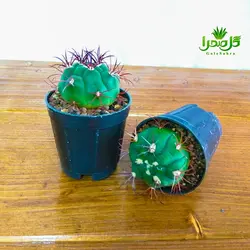 کاکتوس بروچی